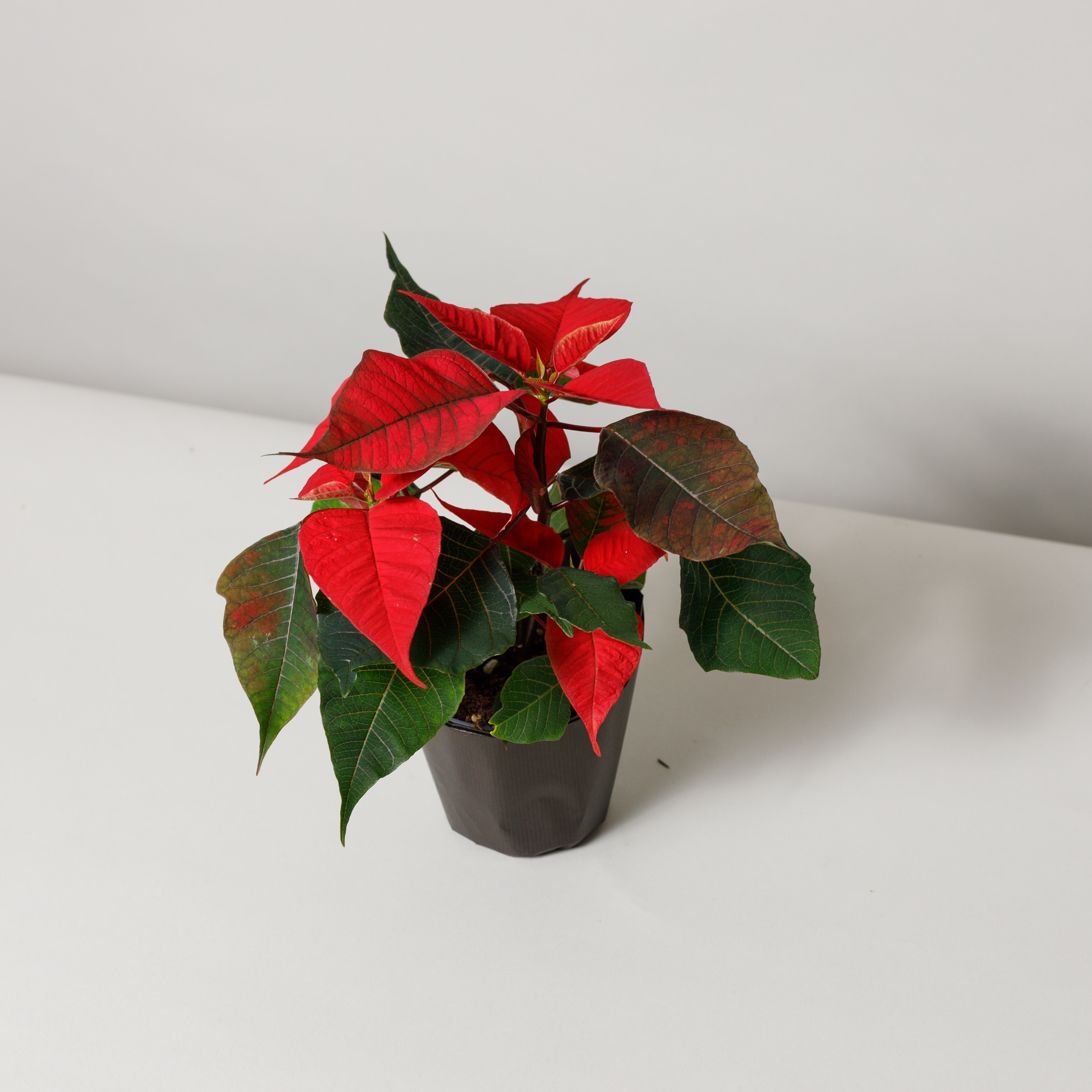 Poinsettia