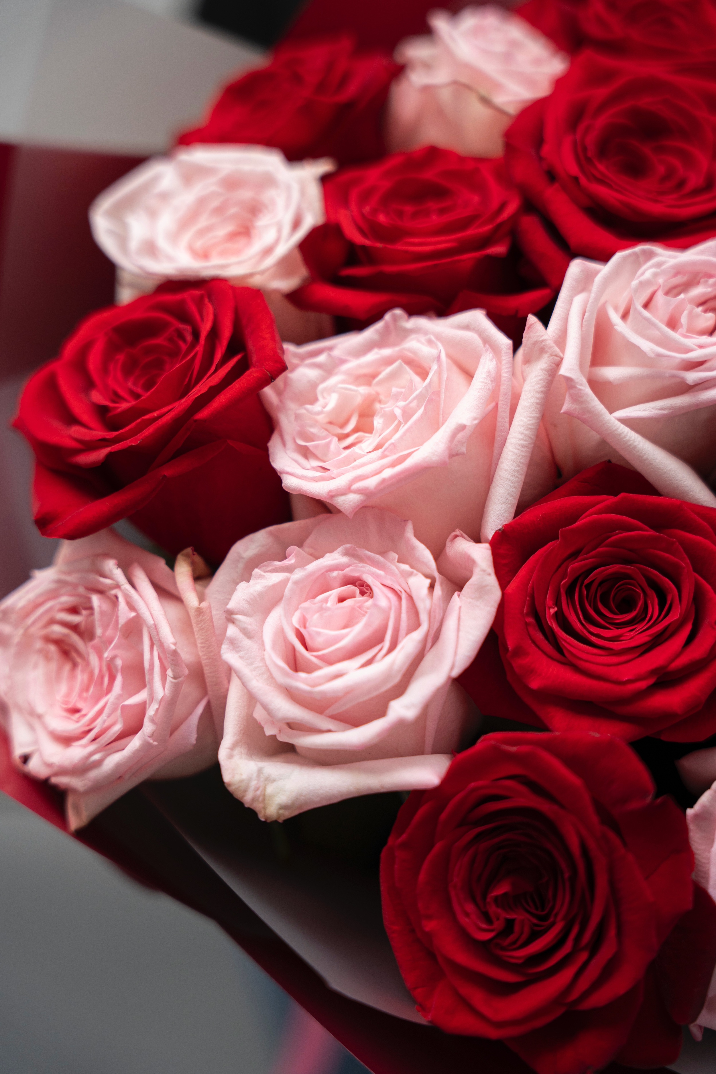Red and pink roses