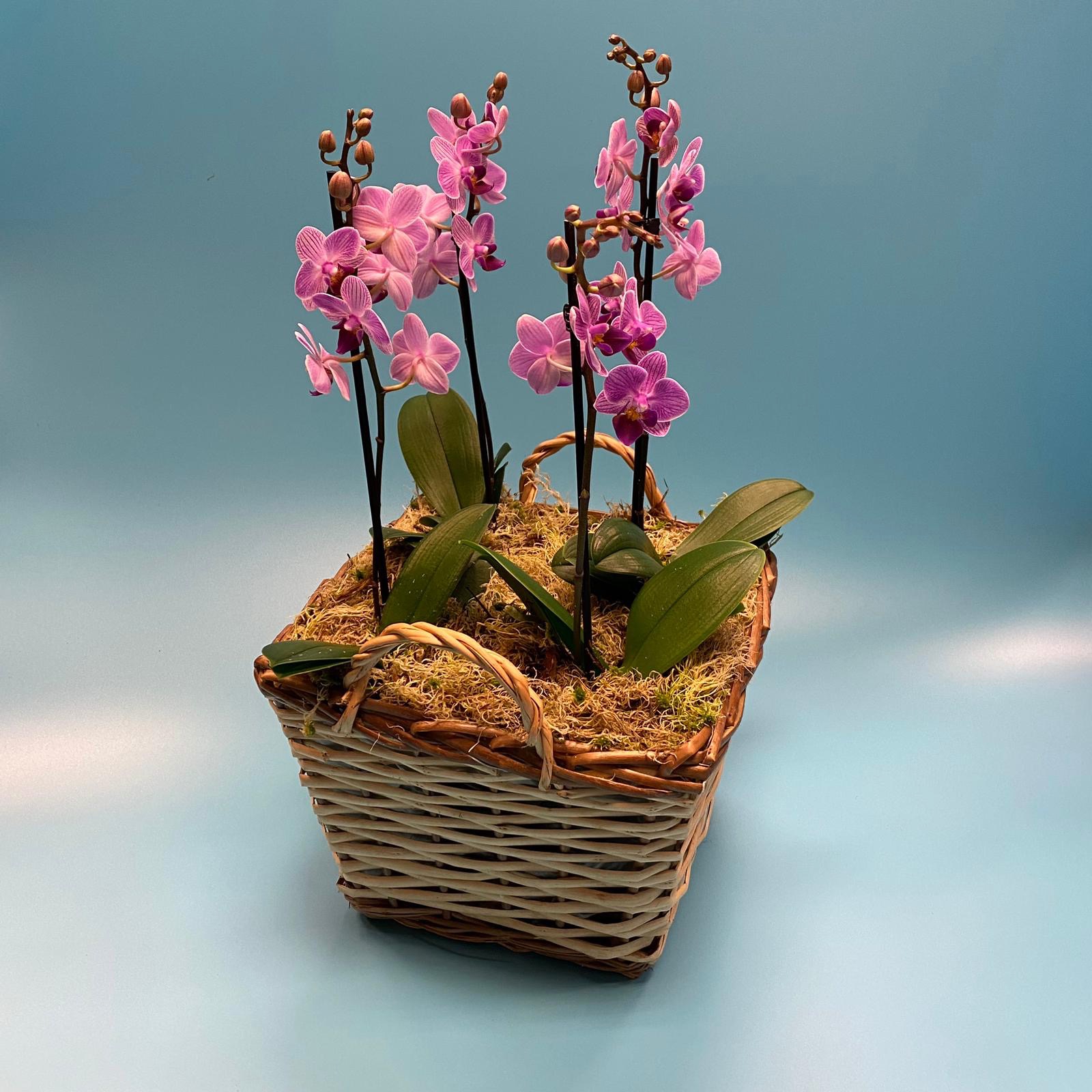 Planted Orchid