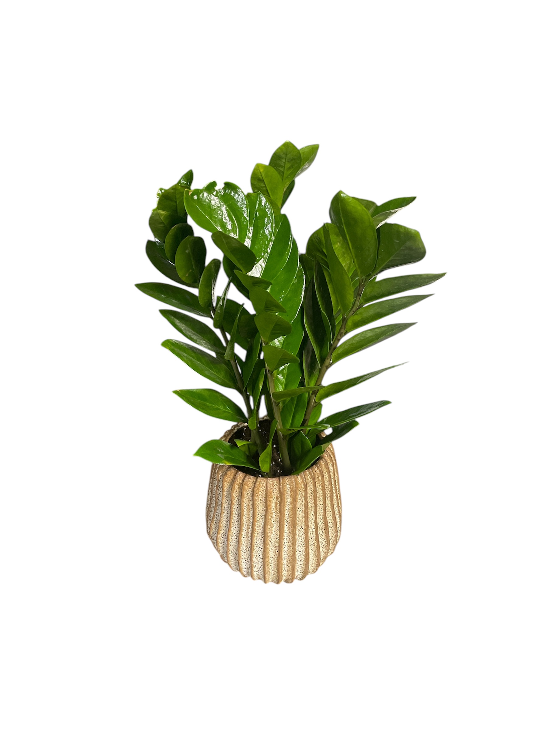 Zamioculcas Zamiifoli