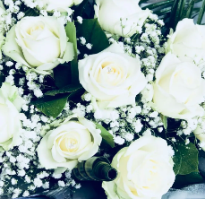 Purest Of White Roses