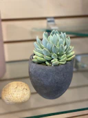Cactus garden