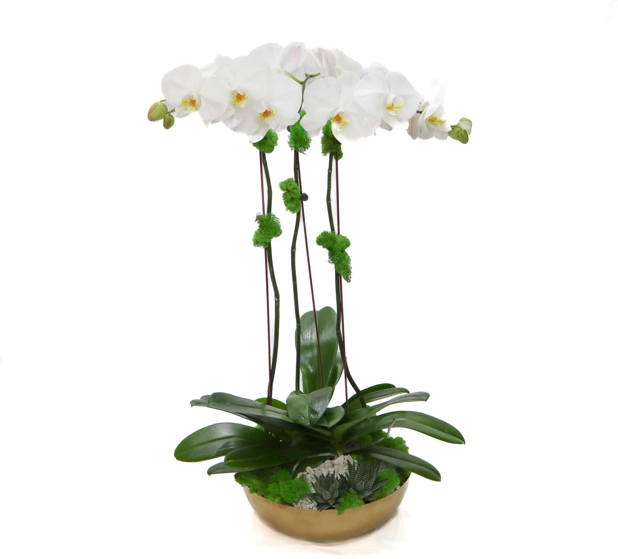 White Orchid Triple