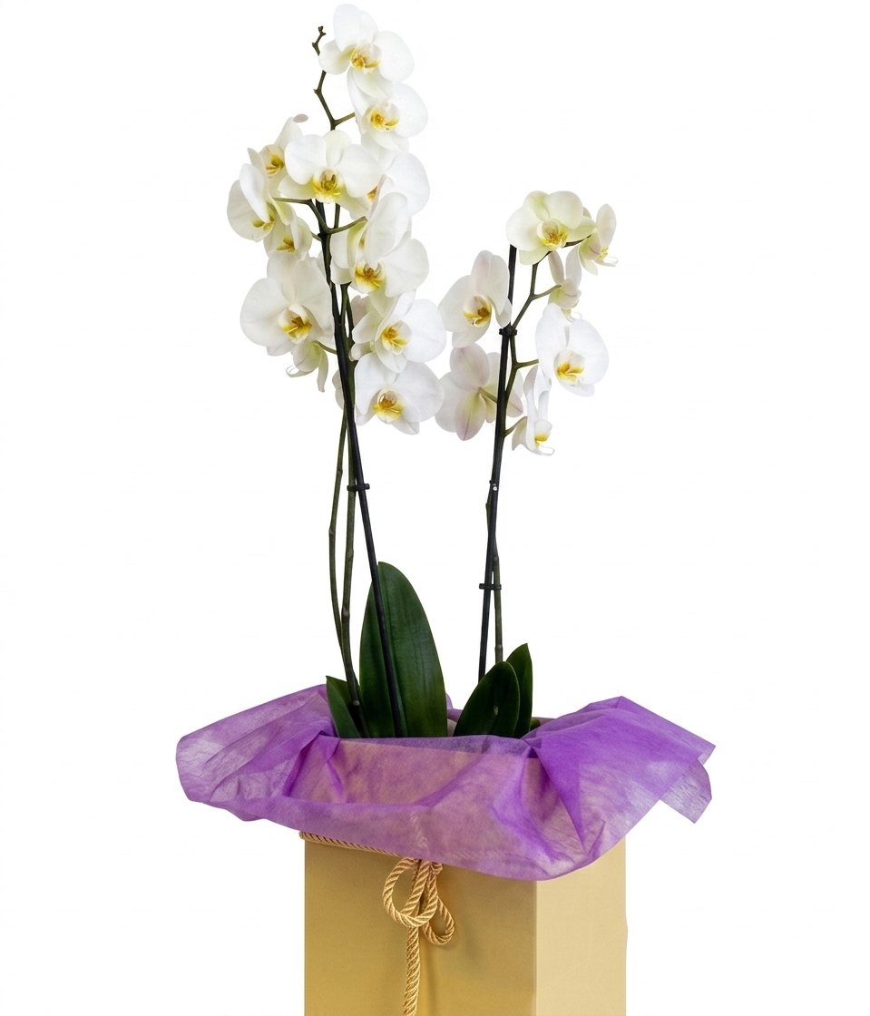 Orchids