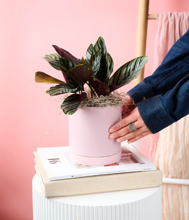 Pinstripe - Pink pot