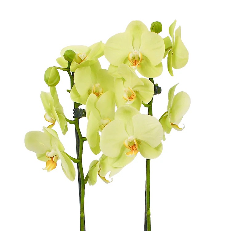 Original by Flowers & Plants Co — flowers available for delivery from Floom
