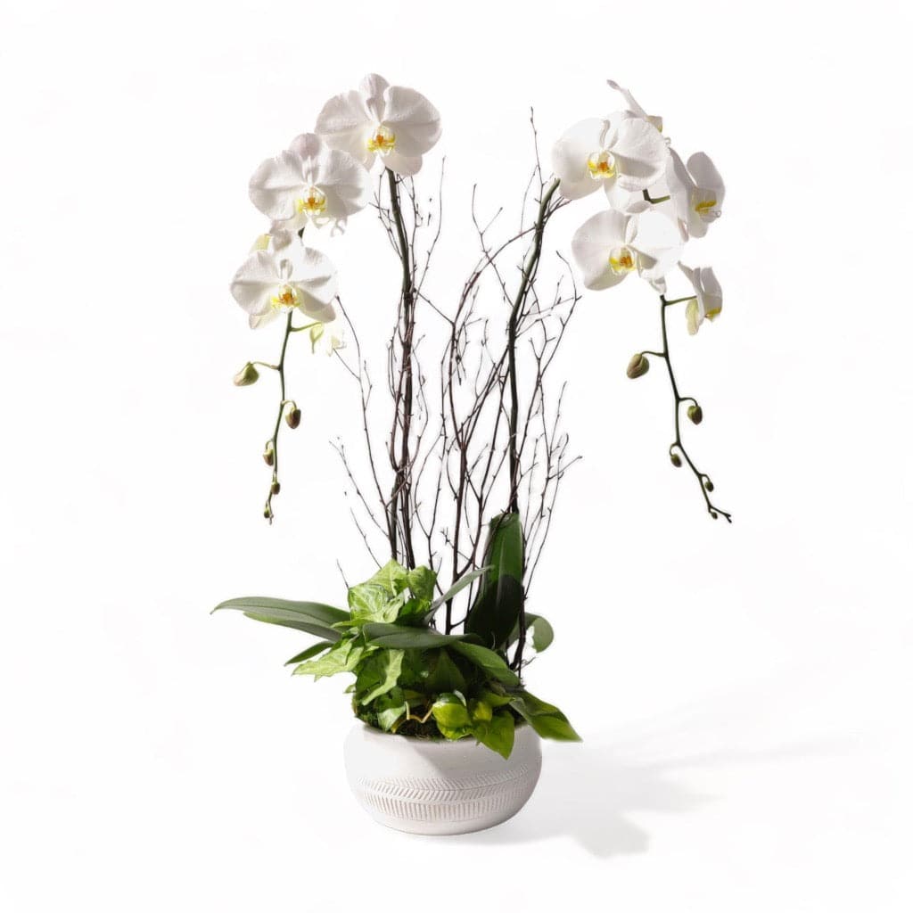 Orchid Dish Garden