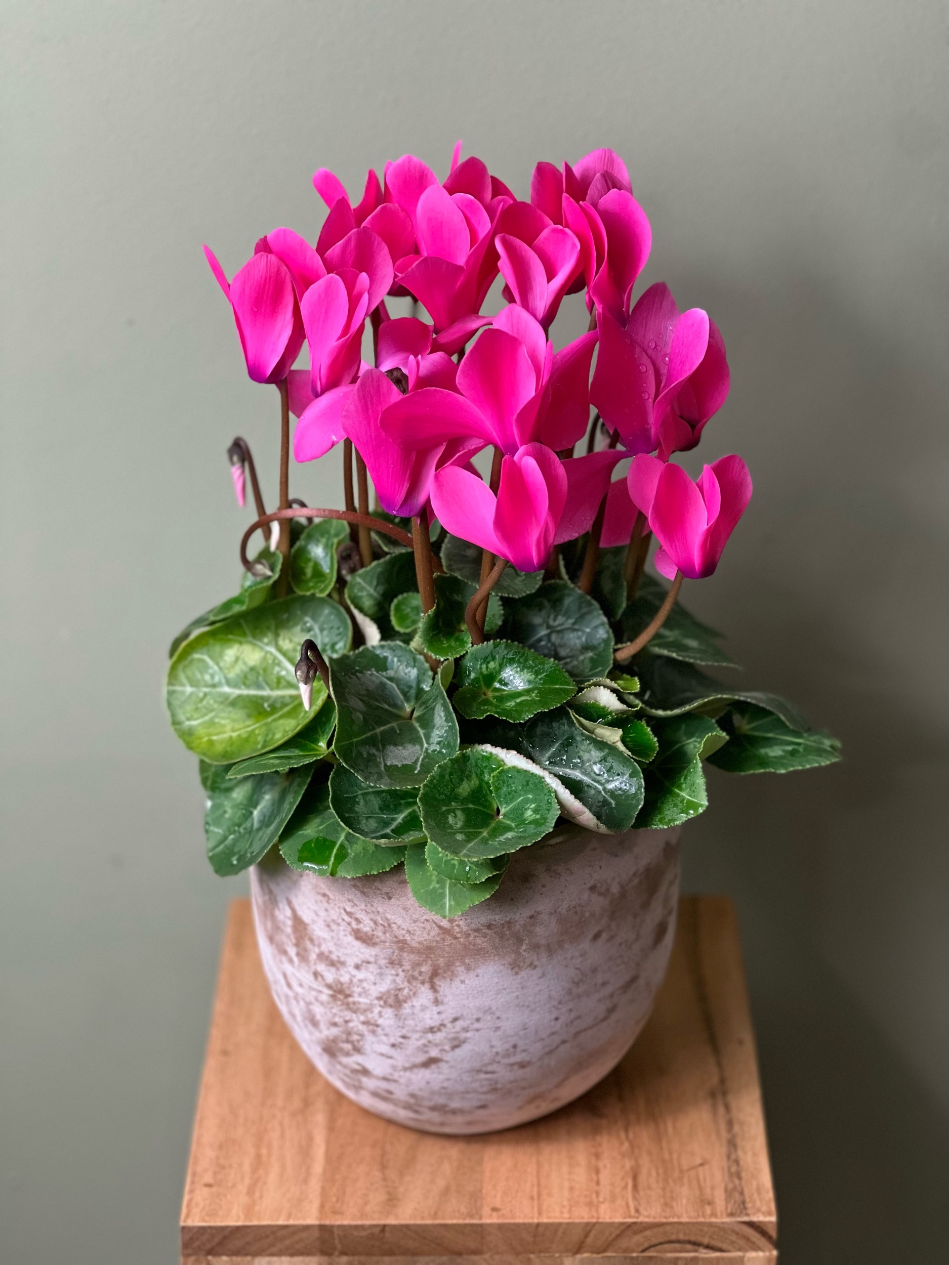 Pink Cyclamen