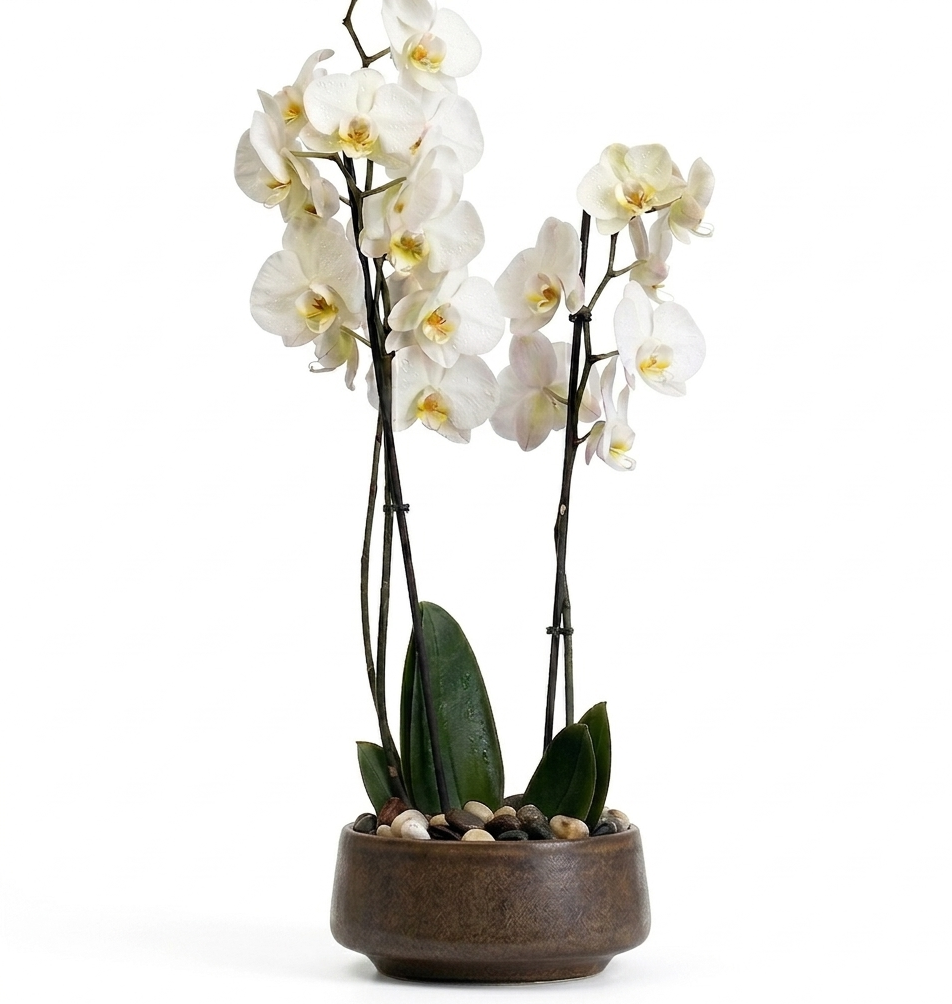 Orchids
