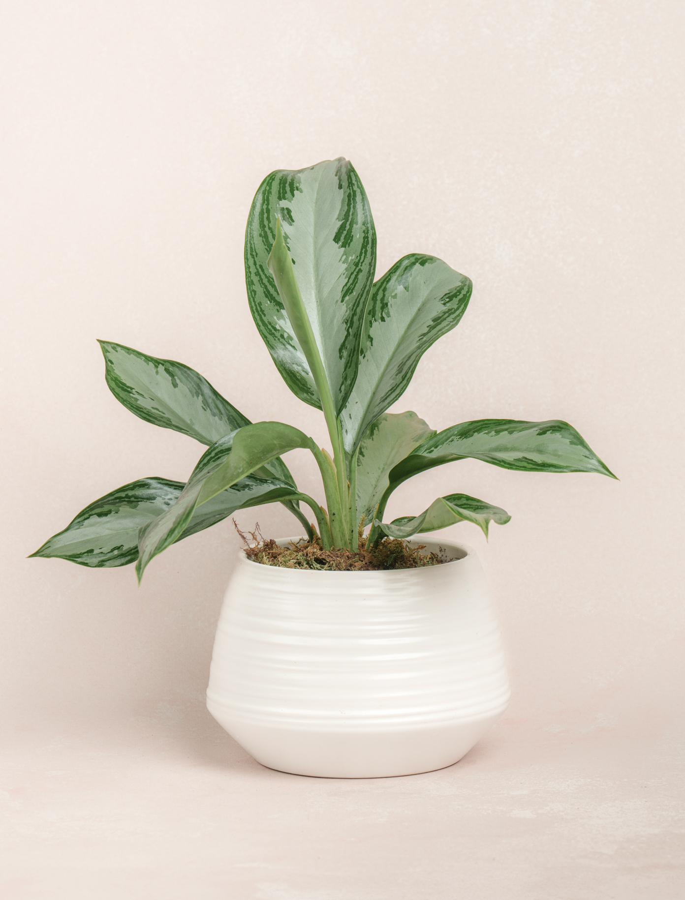 Aglaonema Plant by Ode a La ROSE- Chicago  — flowers available for delivery from Floom