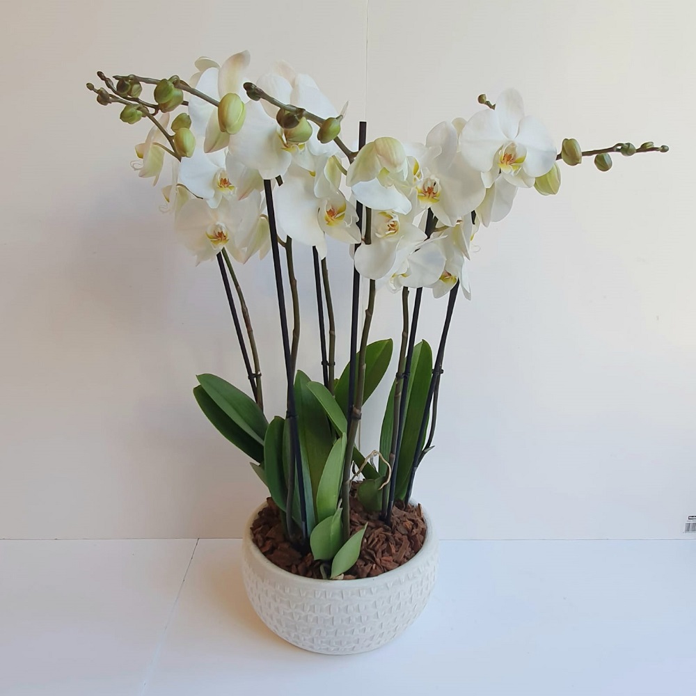 Large White Orchid