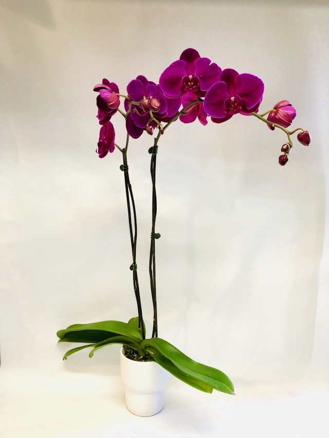 Phalaenopsis your way