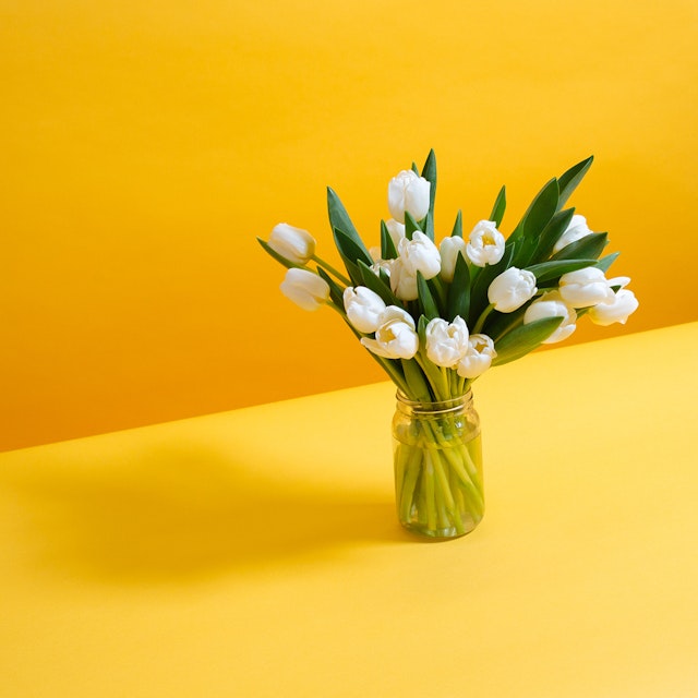 White Tulips