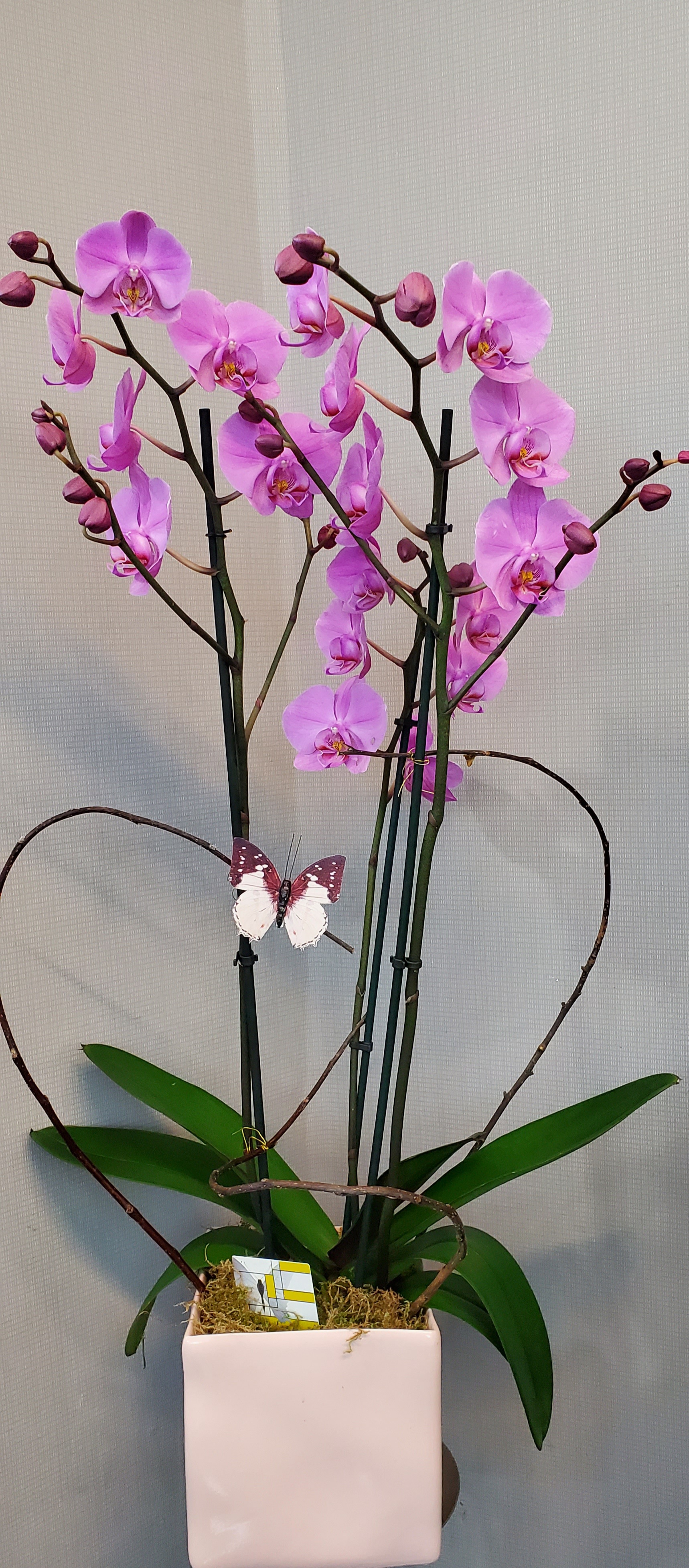 Orchid double stems
