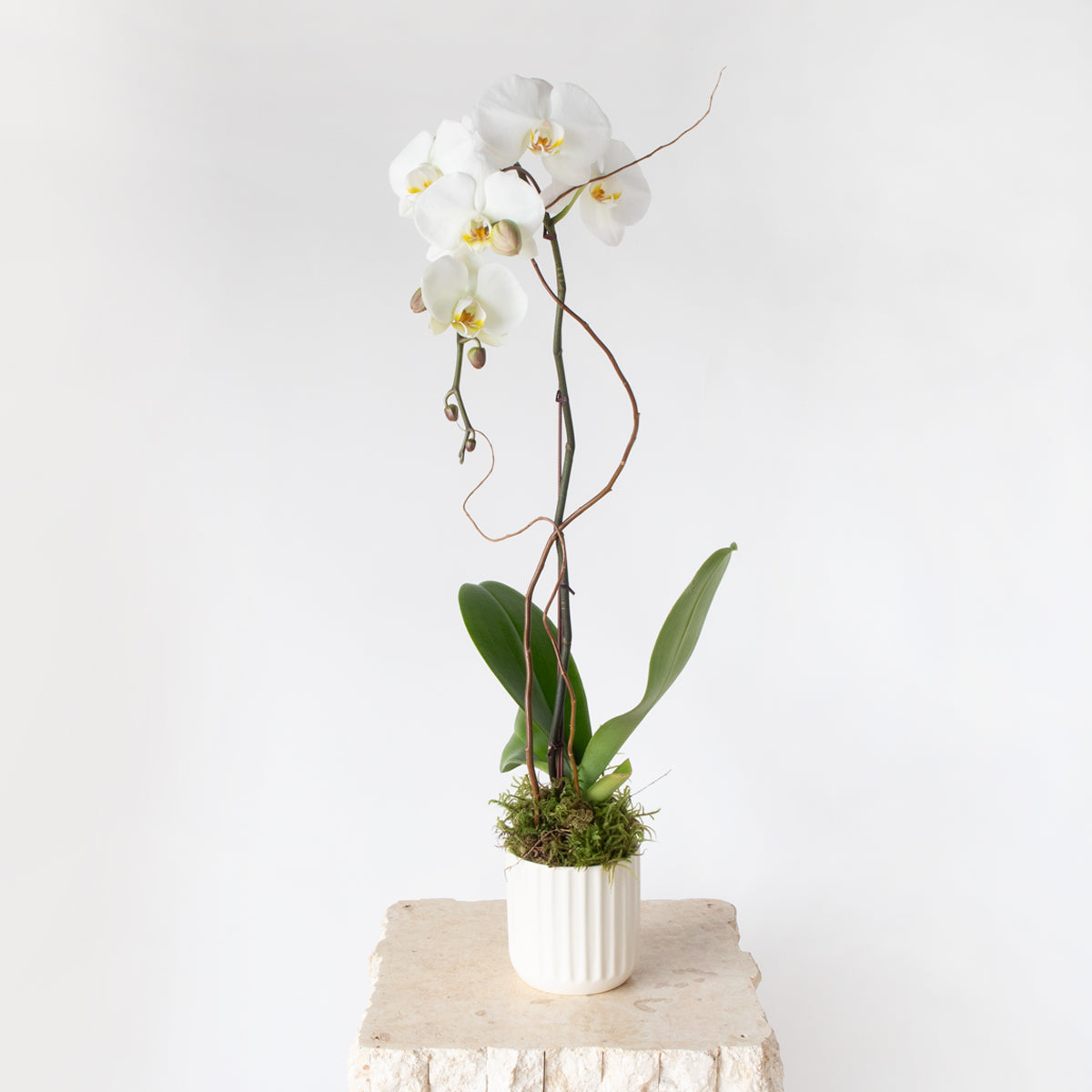 1 Stem Potted Orchid