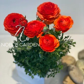 Ranunculus in-ceramic