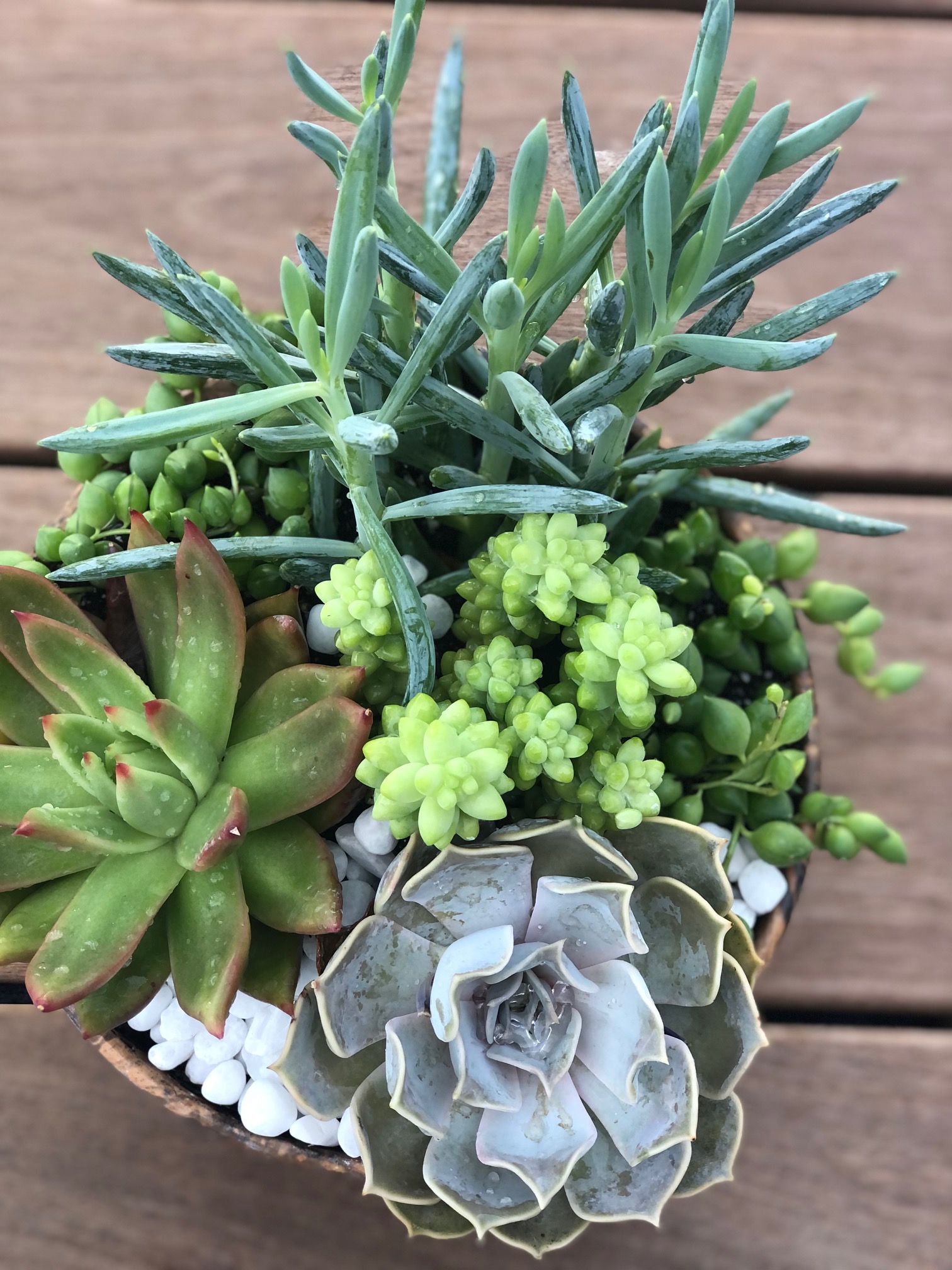 Succulents  Wood Bowl