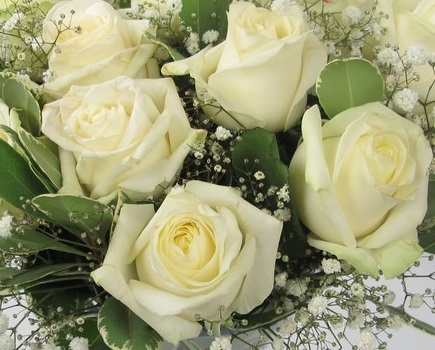 Classic Ivory Roses