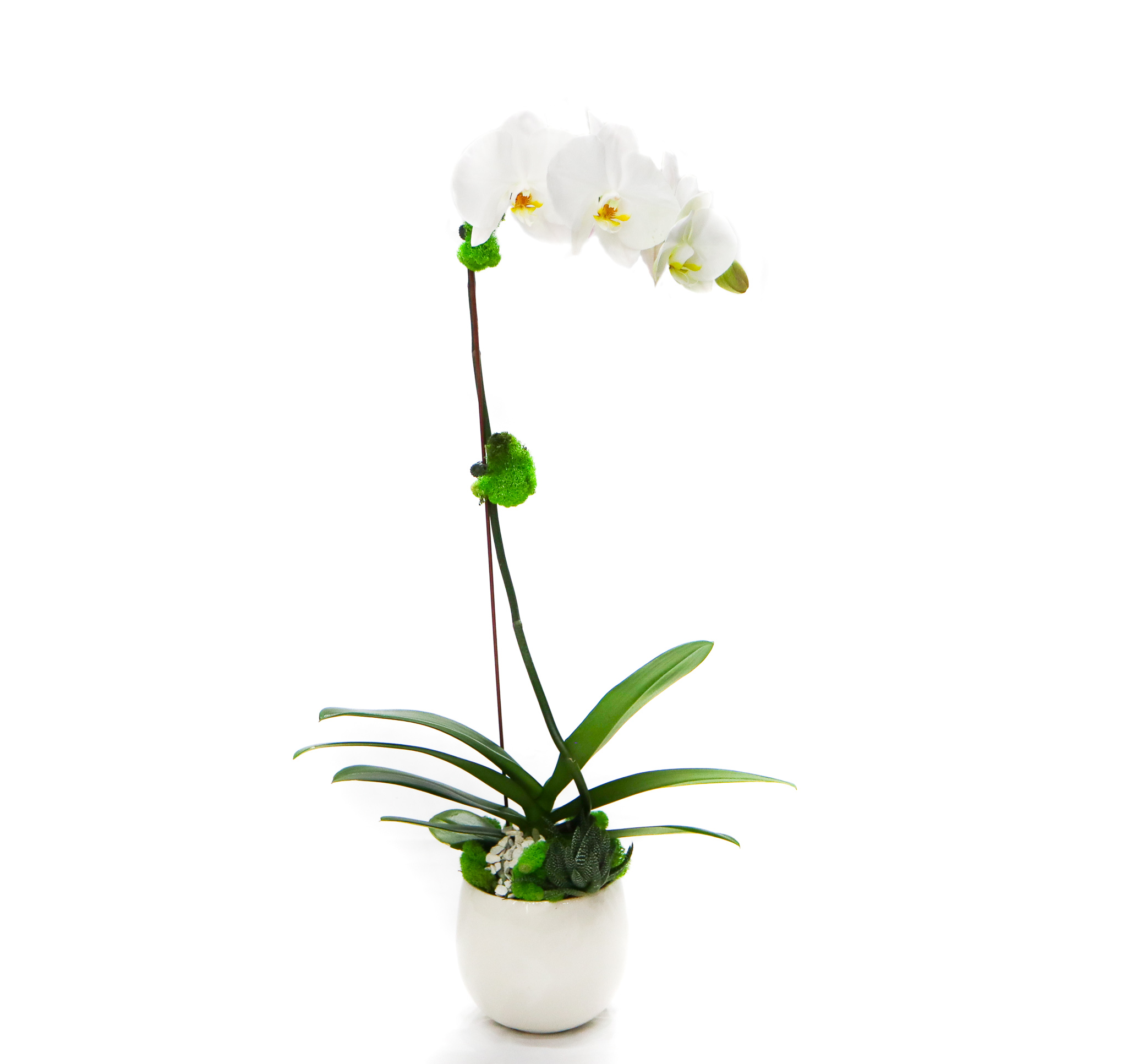 White Orchid  Single