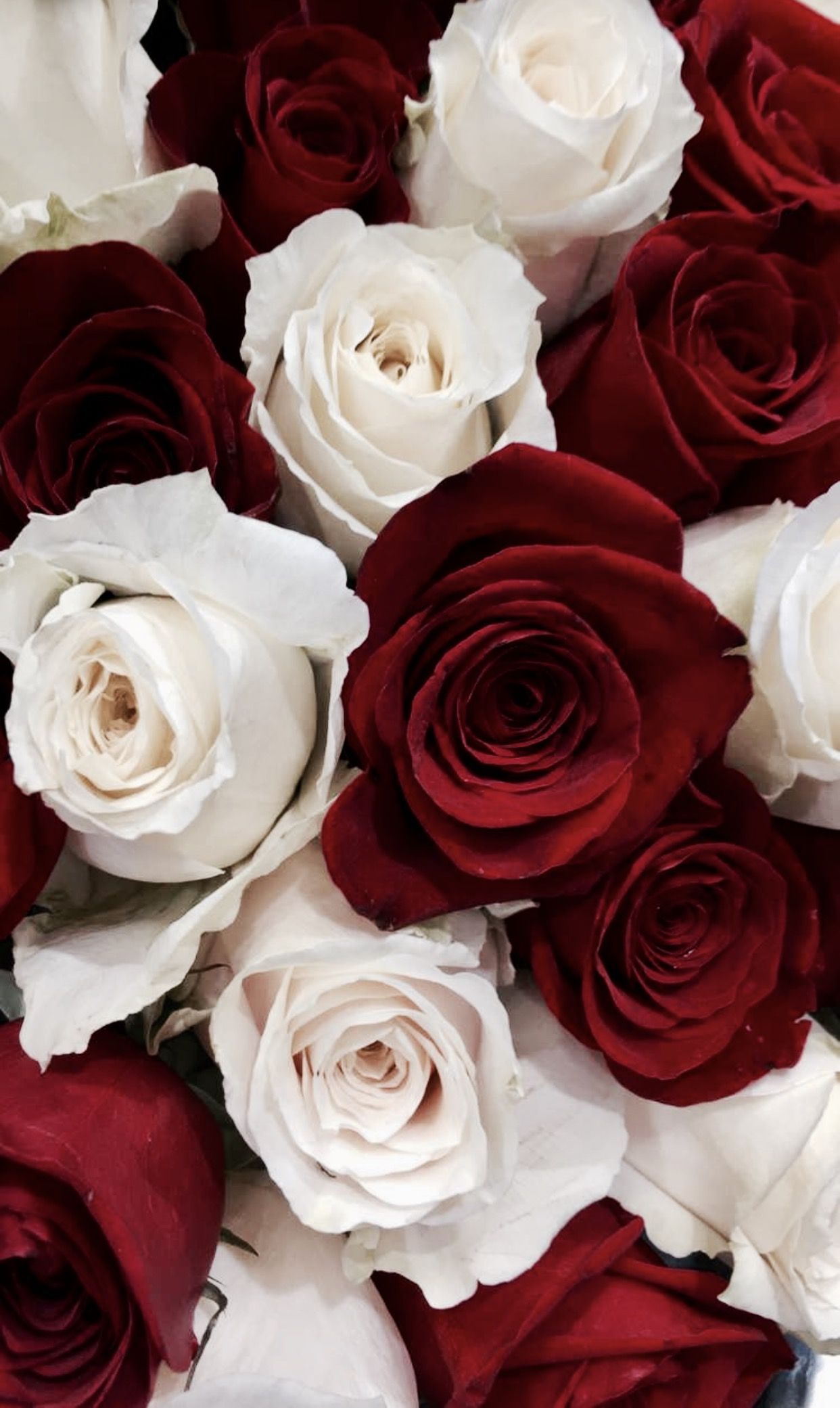 18 Red&White Roses