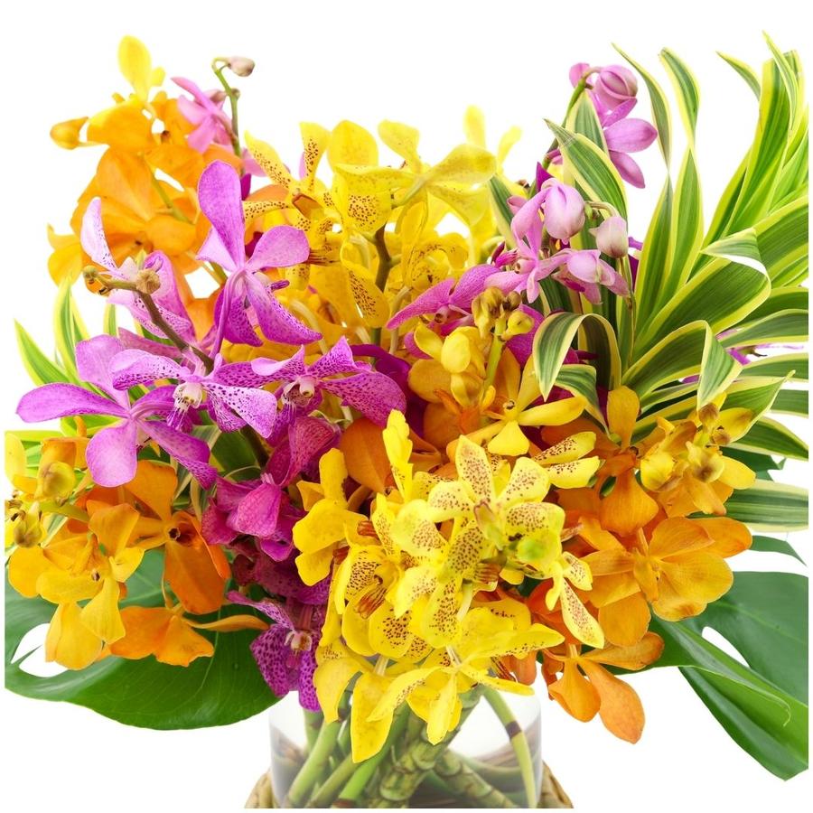 ISLAND ORCHID FLORAL