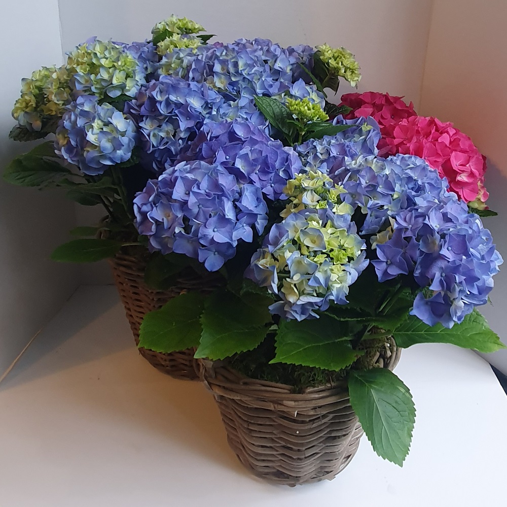 Hydrangea Plant