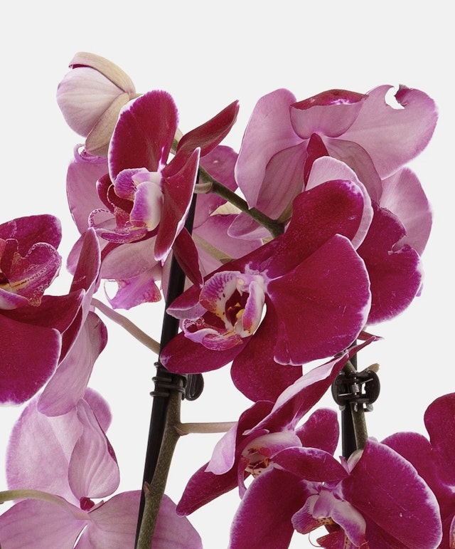 Purple Orchid Duo