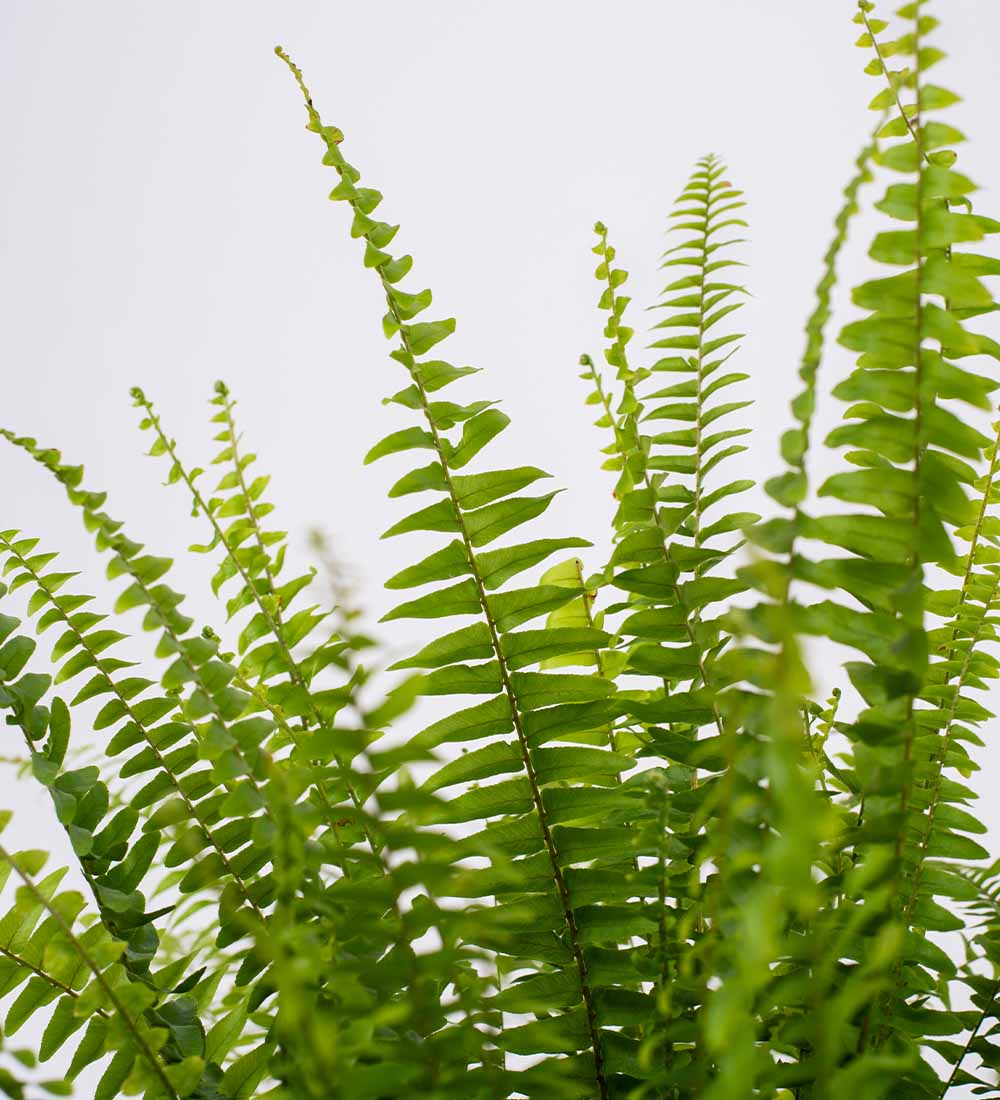 Boston Fern M