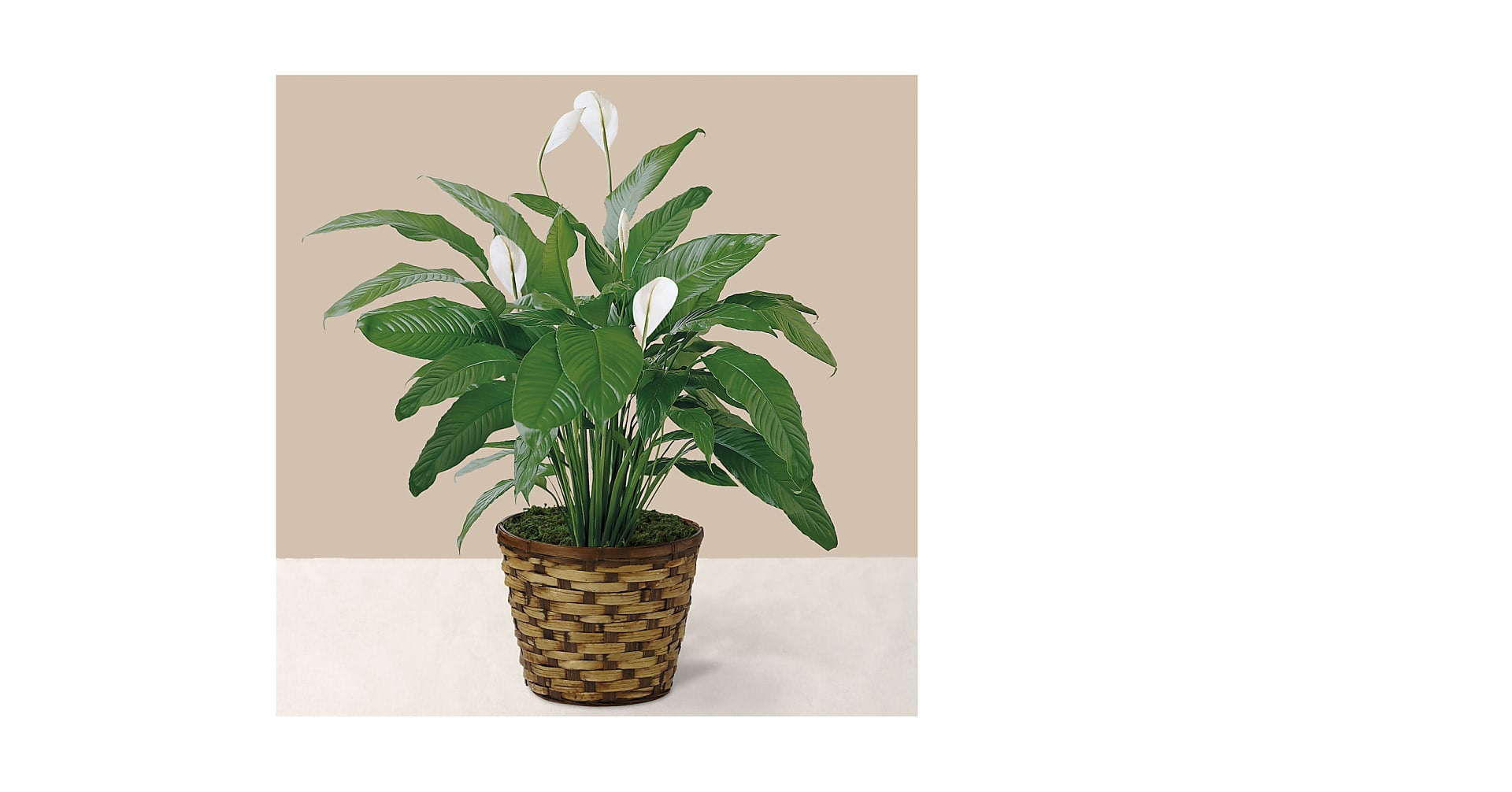 Peace Lily