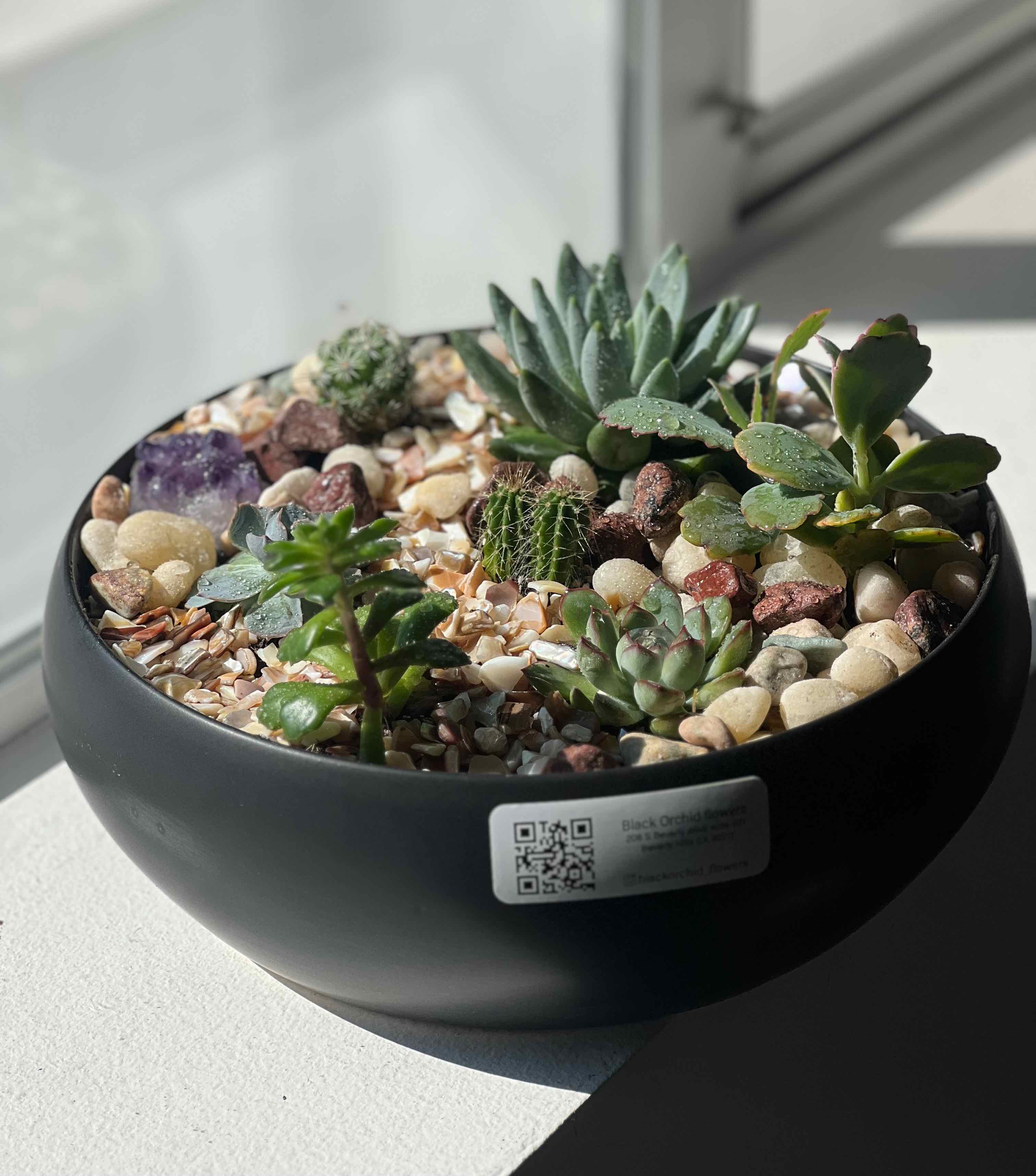 Succulents in a pot
