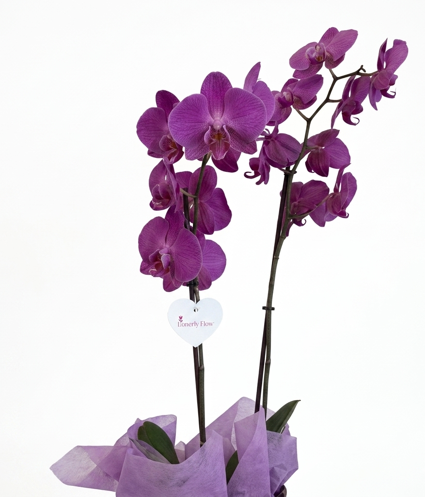 Pink Orchid
