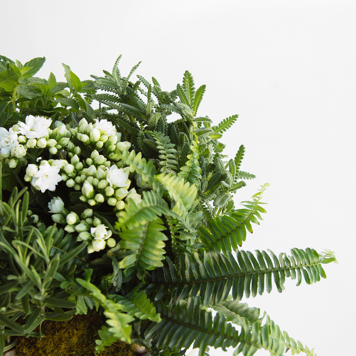 Blooming with Herbs original