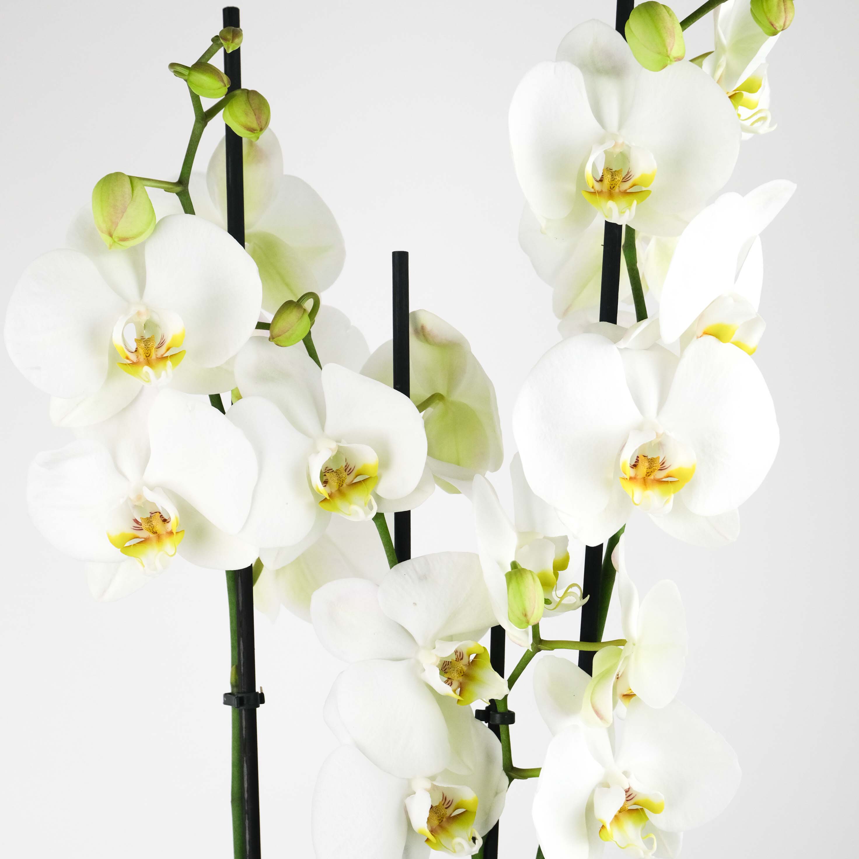 Triple Orchid