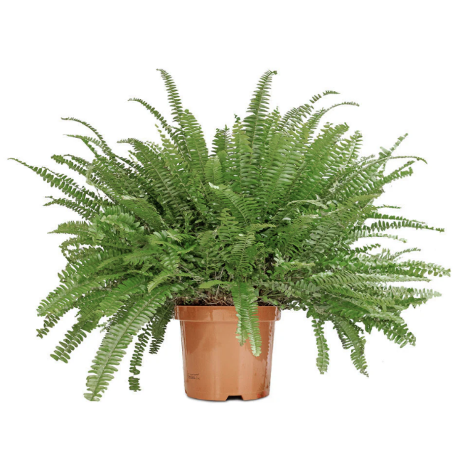 Boston Fern L