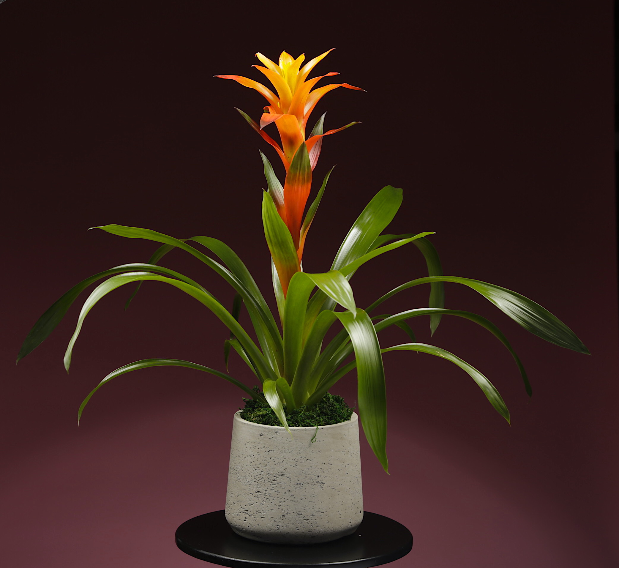 Bromelia 