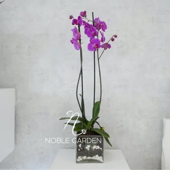 Purple orchid special