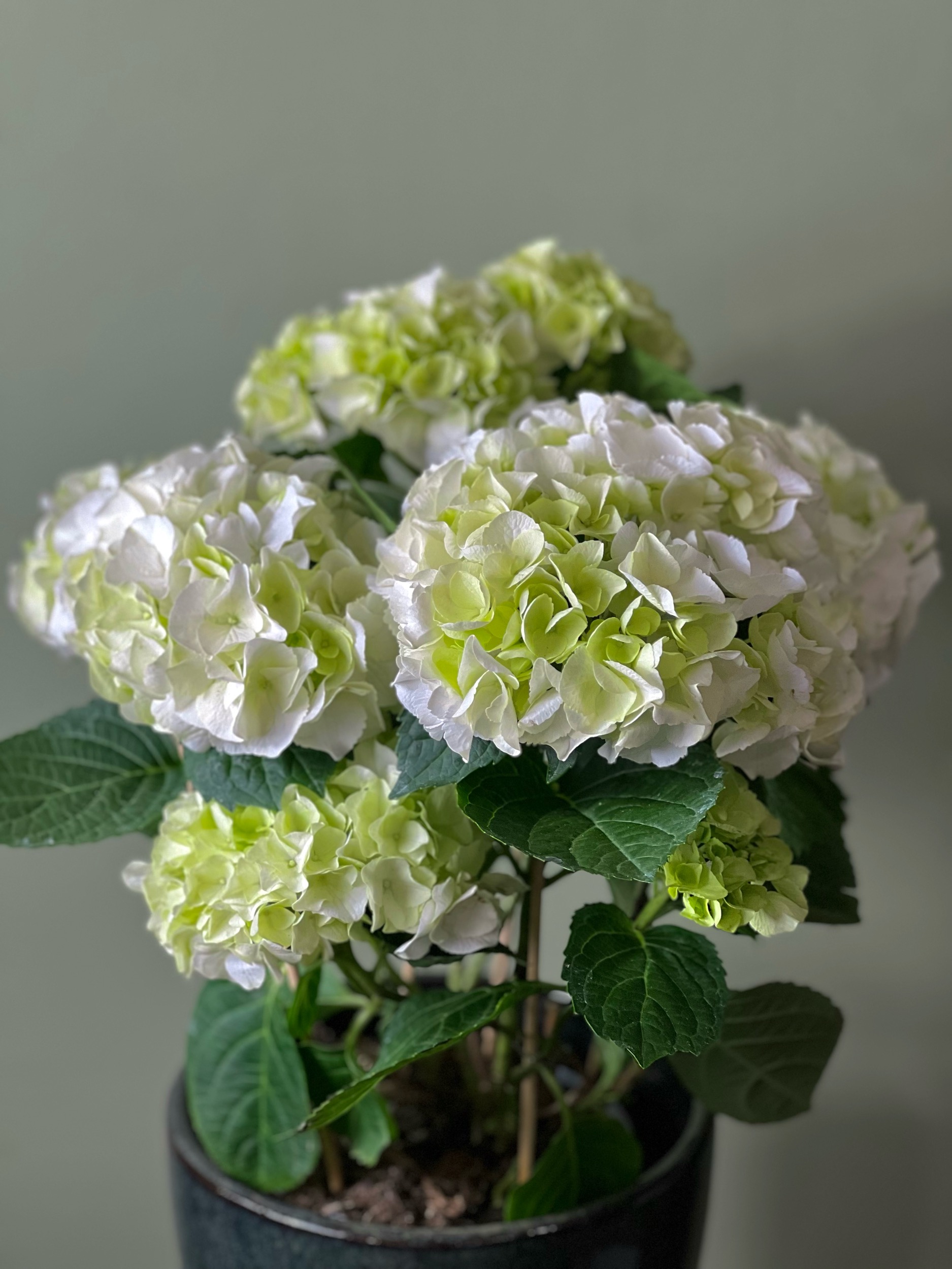 White Hydrangea (M)