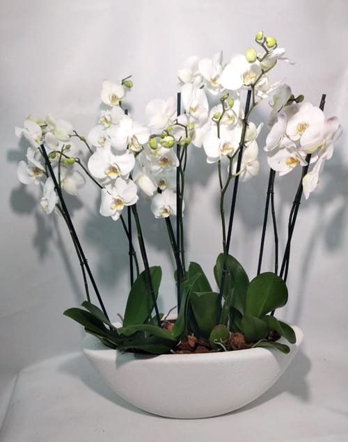 Fortune & Luck Orchid