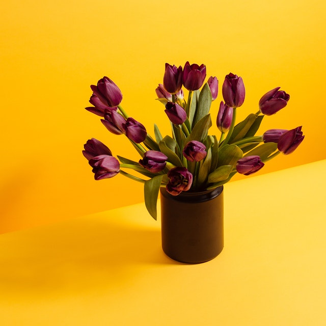 Deep purple Tulips