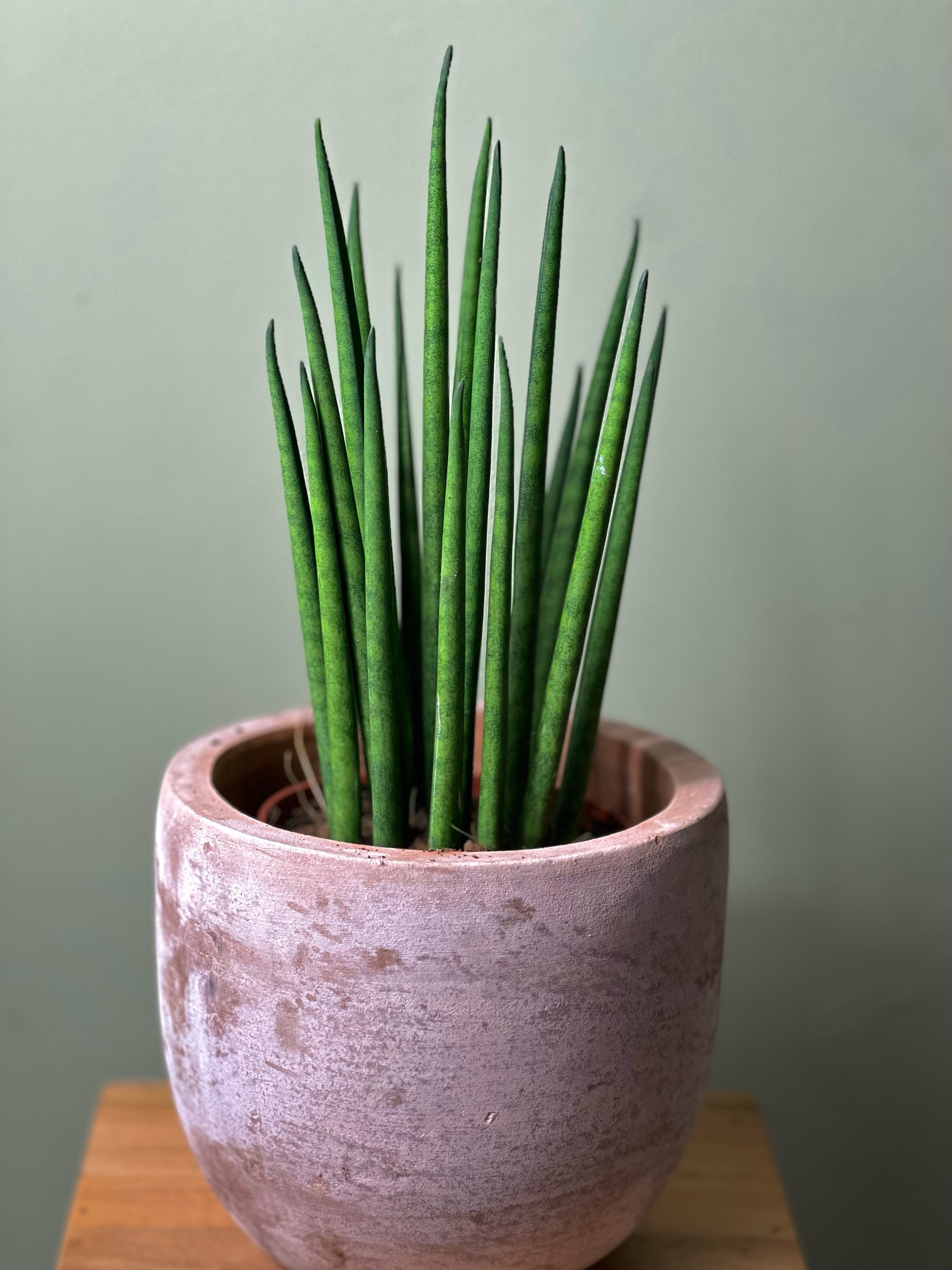 Sanseveria Mikado