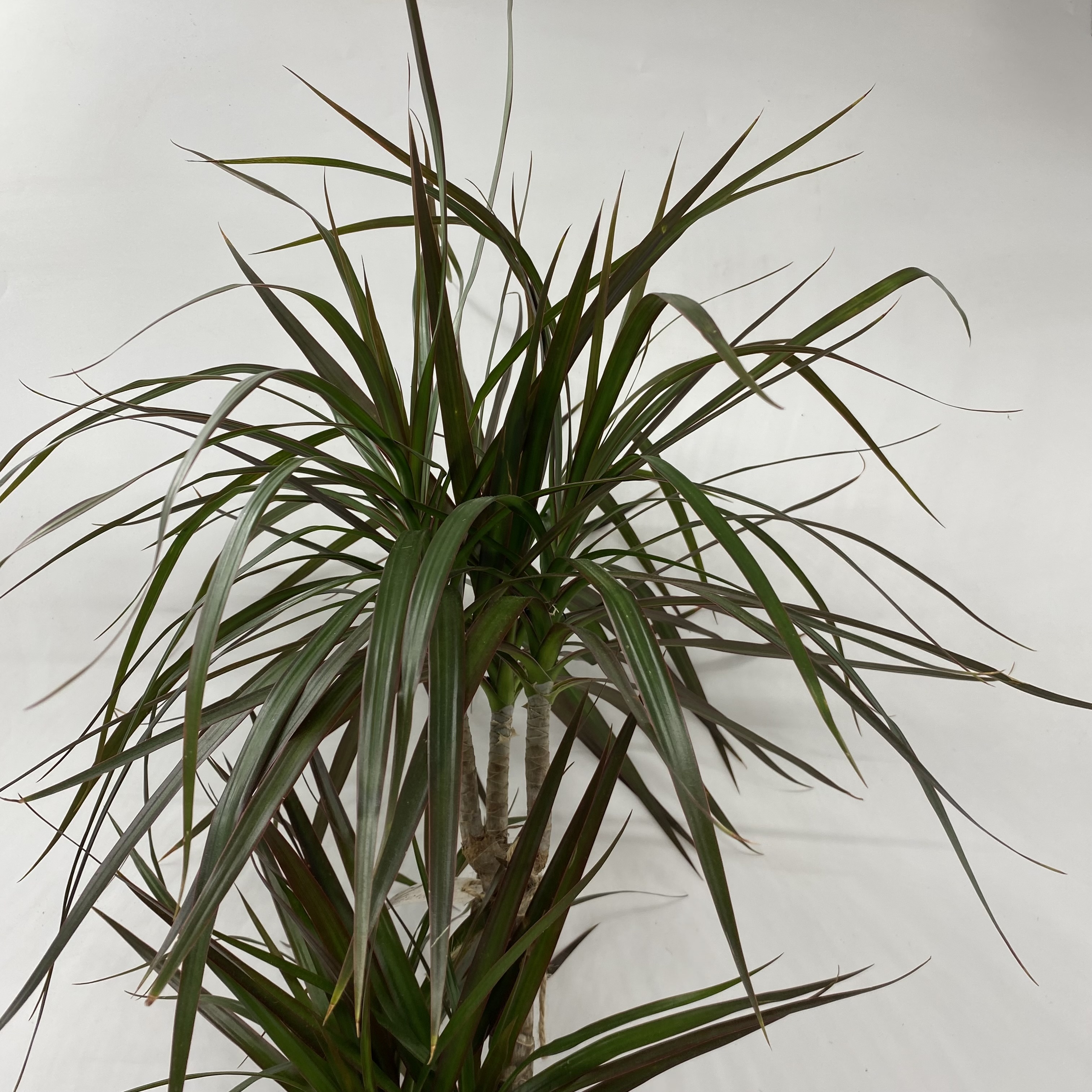 Dracena marginata