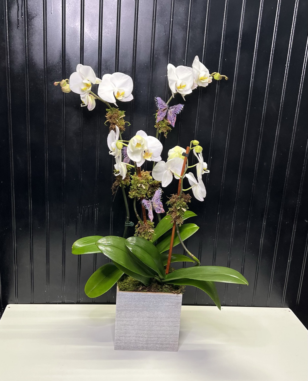 butterflies on orchid