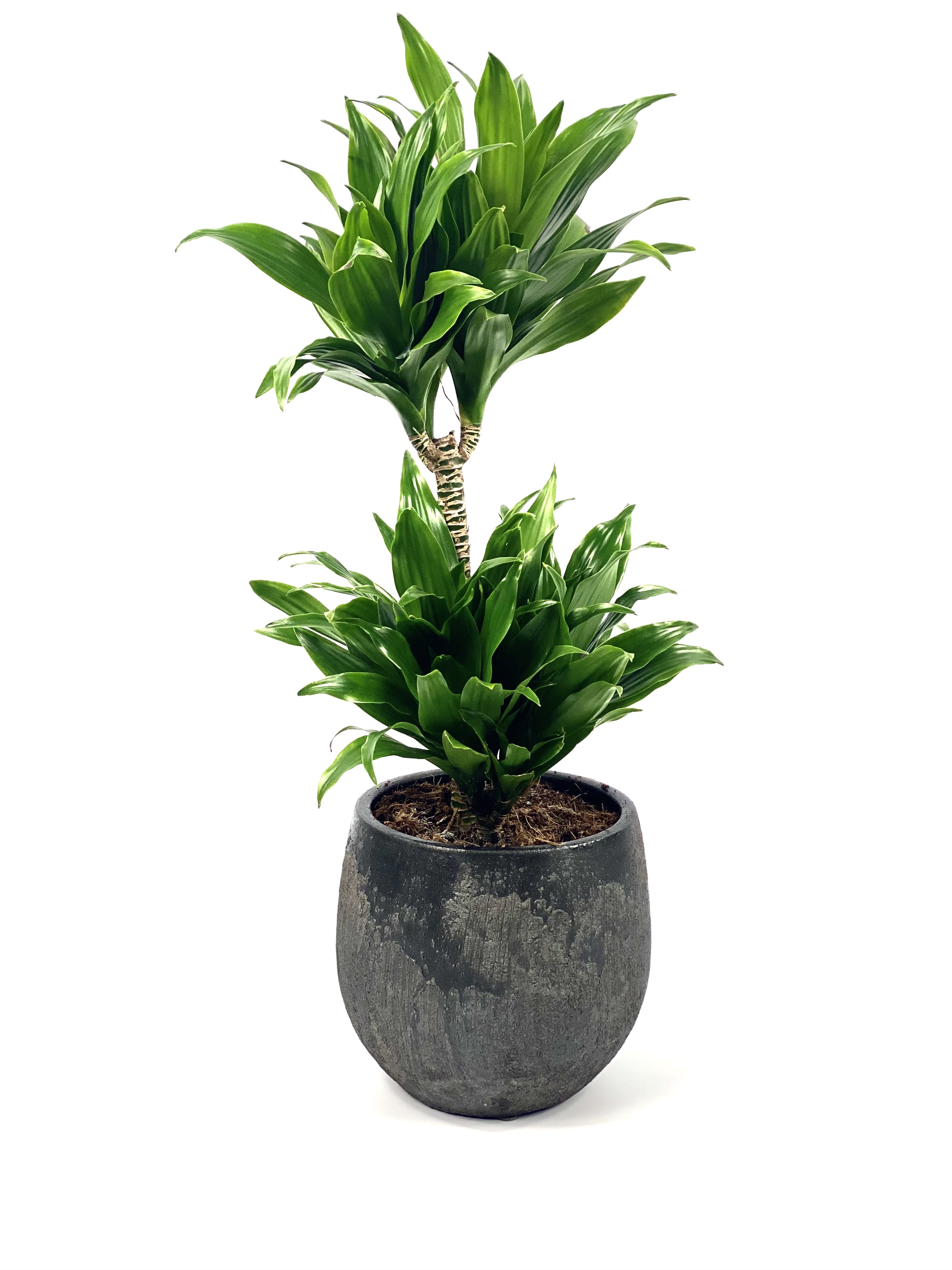 Dracaena Compacta