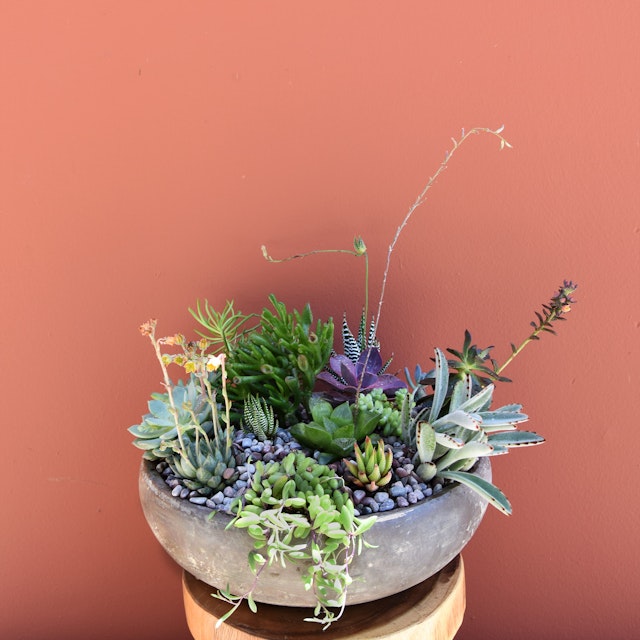 Stone Succulent Bowl