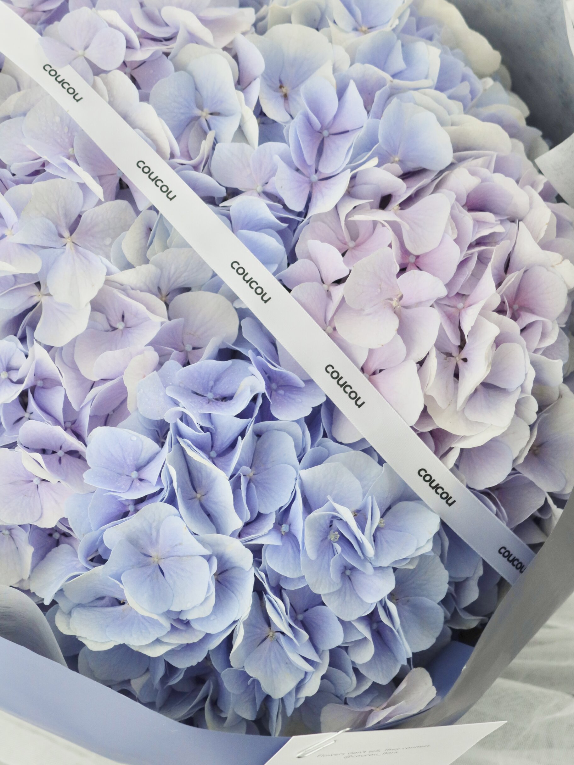 Dreaming of Hydrangea
