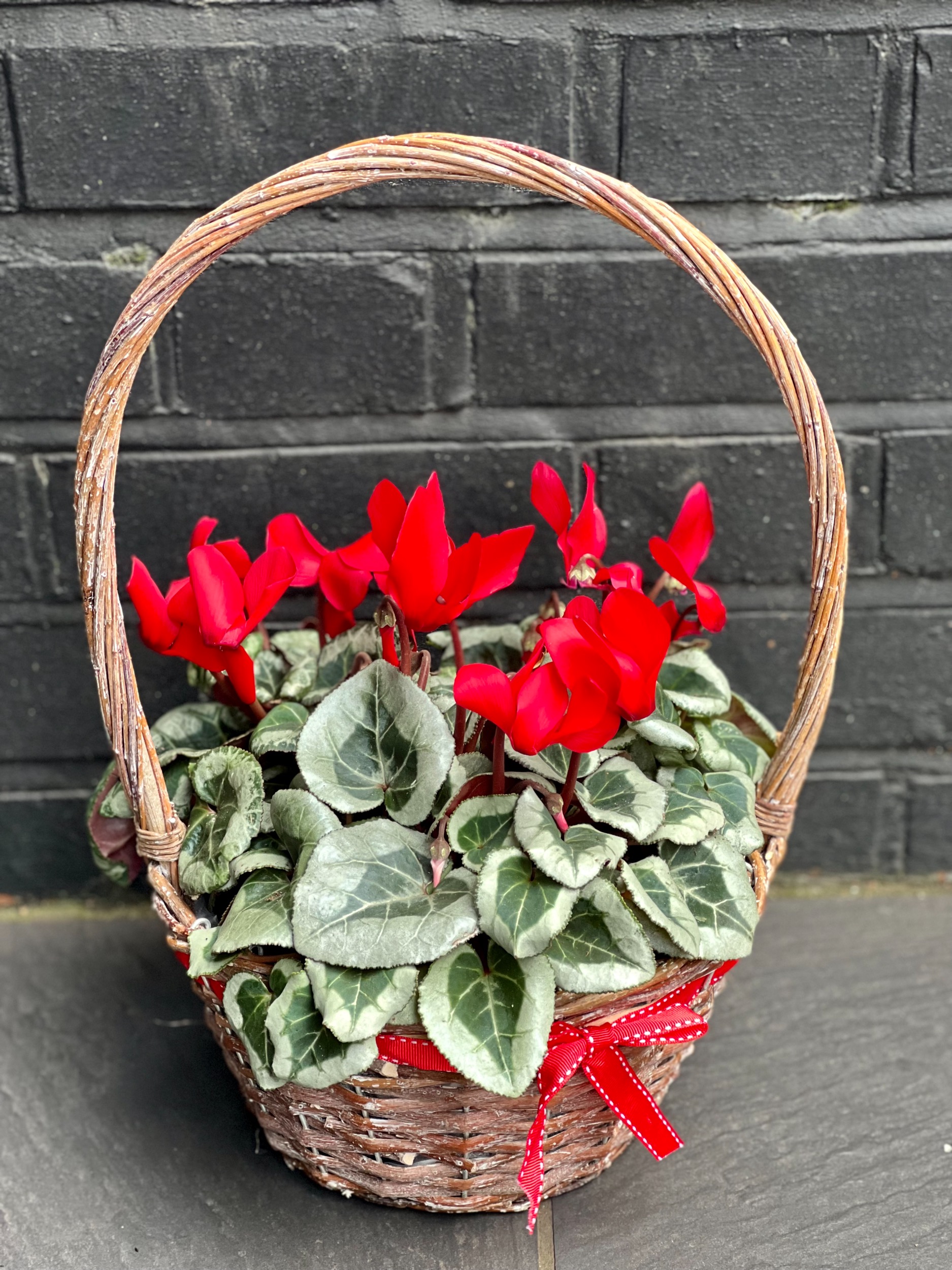 Cyclamen in Basket