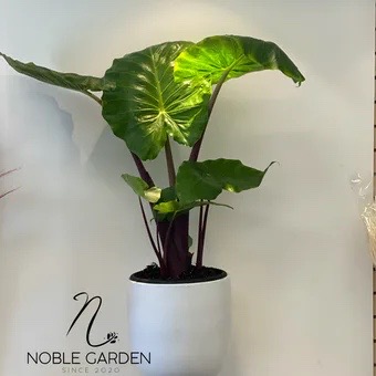 indoor plant with pot by Noble Garden Florist Marina Del Ray — flowers available for delivery from Floom