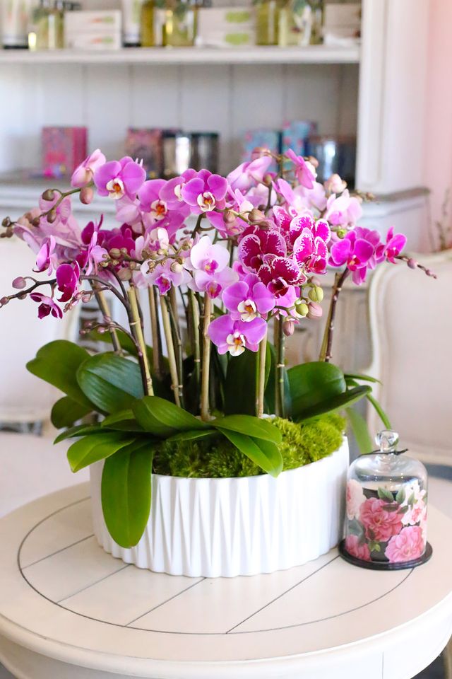 Pink Avalon Orchids