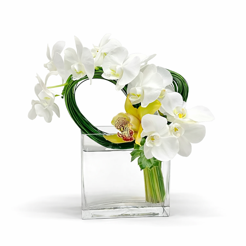 Phalaenopsis loop