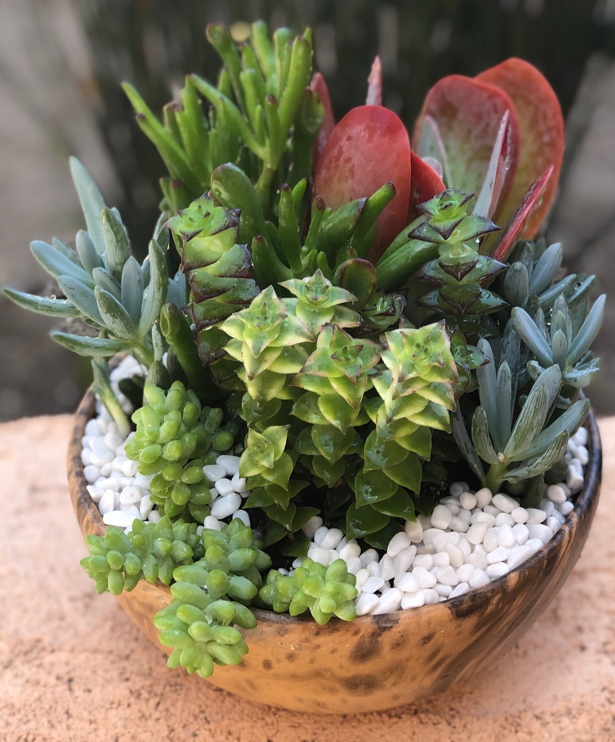 Succulents  Wood Bowl